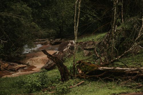 Free Capture of a tranquil forest scene with moss-covered logs and lush greenery. Stock Photo