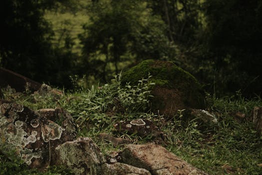 Lush forest with moss-covered rocks and greenery in a calm, earthy setting.