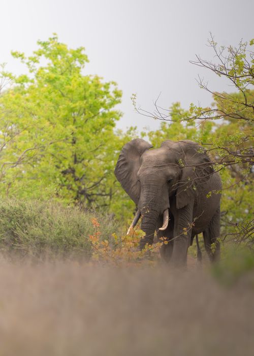 Free A majestic African elephant grazing in the lush greenery of South Africa's wilderness. Stock Photo