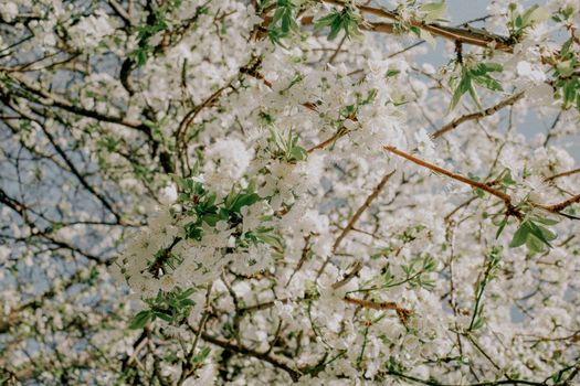 White cherry blossoms in full bloom on a sunny spring day.