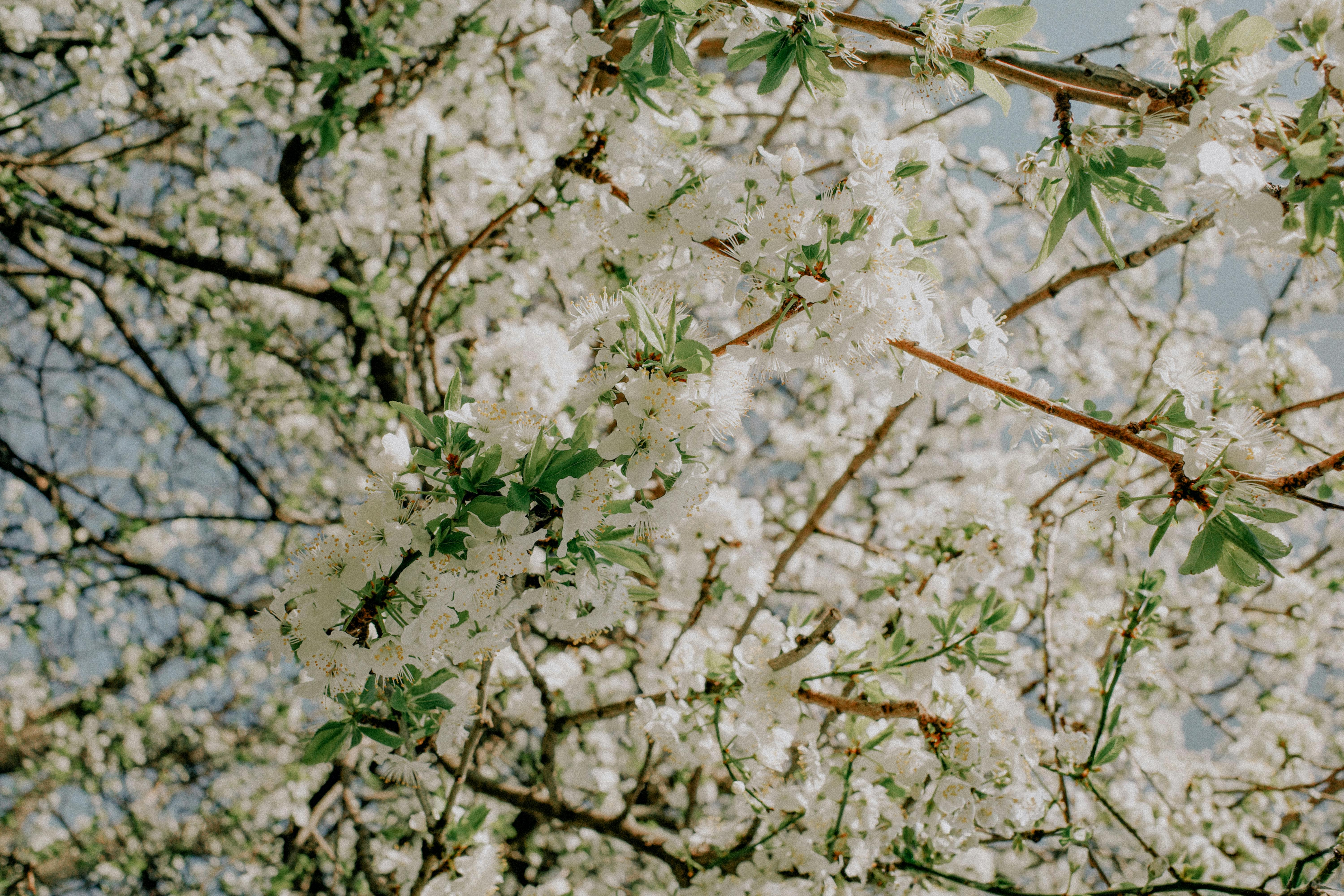 Gratis Hvite kirsebærblomster i full blomst på en solrik vårdag. Arkivbilde