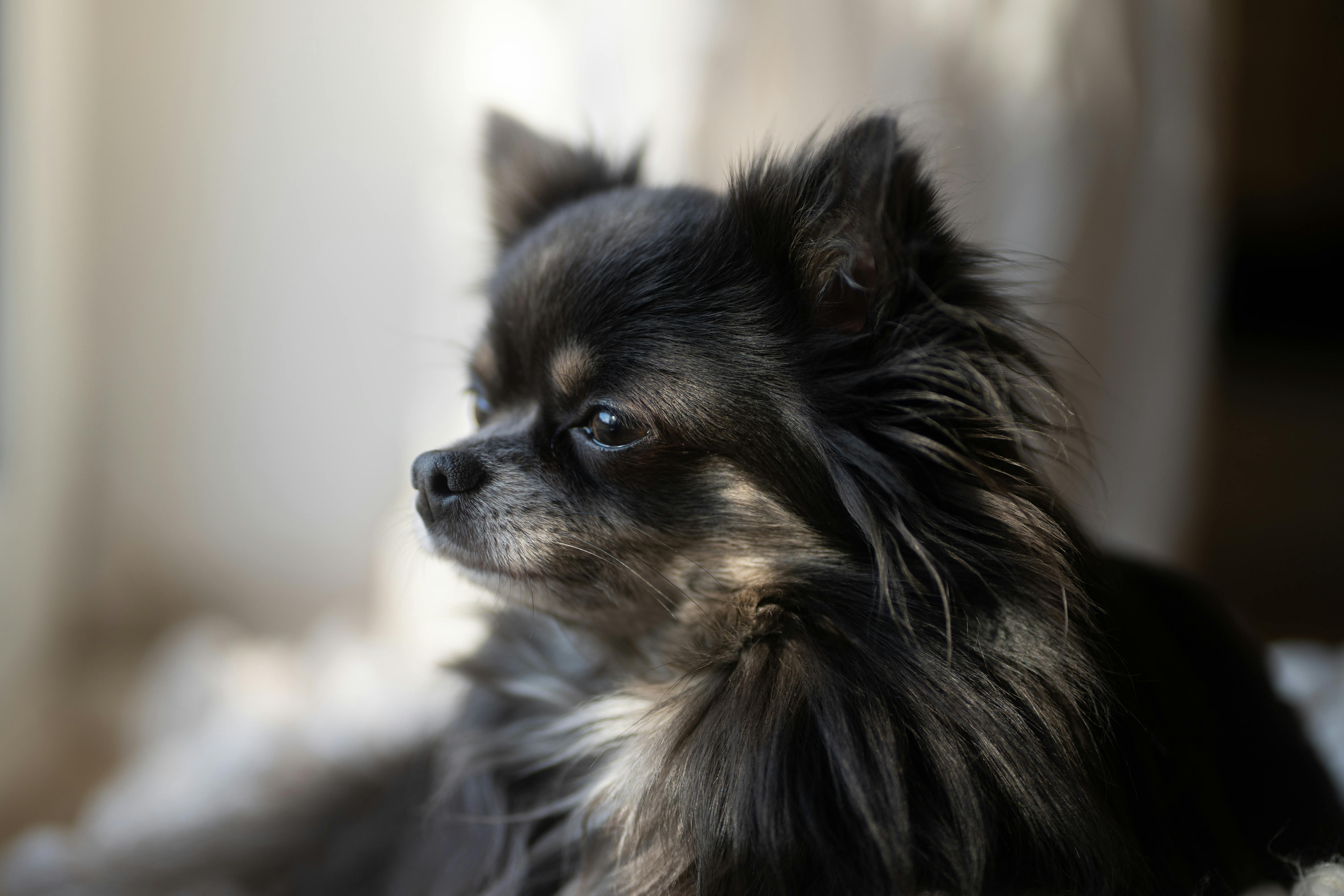 pet insurance, veterinary costs, pet health coverage, dog insurance, cat insurance, pet wellness — Photo by Butwhosamy on Pex