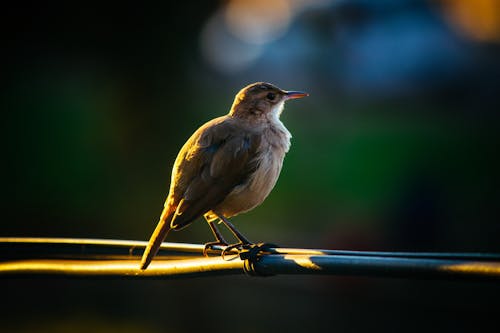 Pájaro Posado