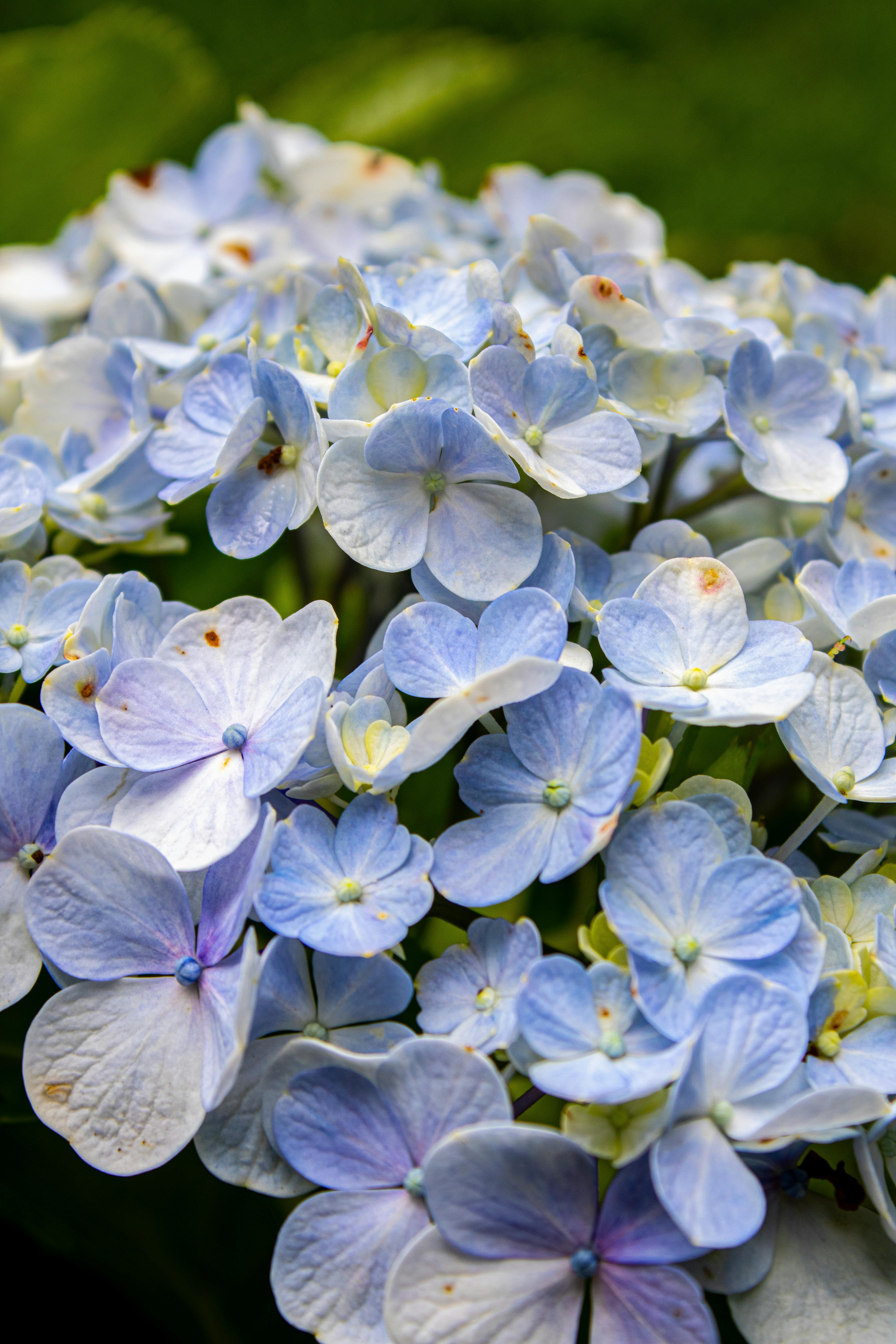 [ColoSach]-detailed-view-of-delicate-blue-hydrangea-flowers-in-full-bloom-with-lush-green-background.