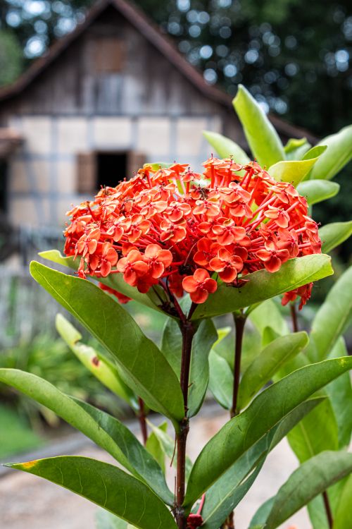 Free Close-up of vibrant red Ixora flowers with a rustic house in the background, creating a charming countryside scene. Stock Photo
