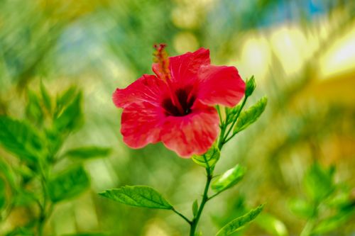 Free stock photo of artificial flowers, beautiful flower, blooming flowers Stock Photo
