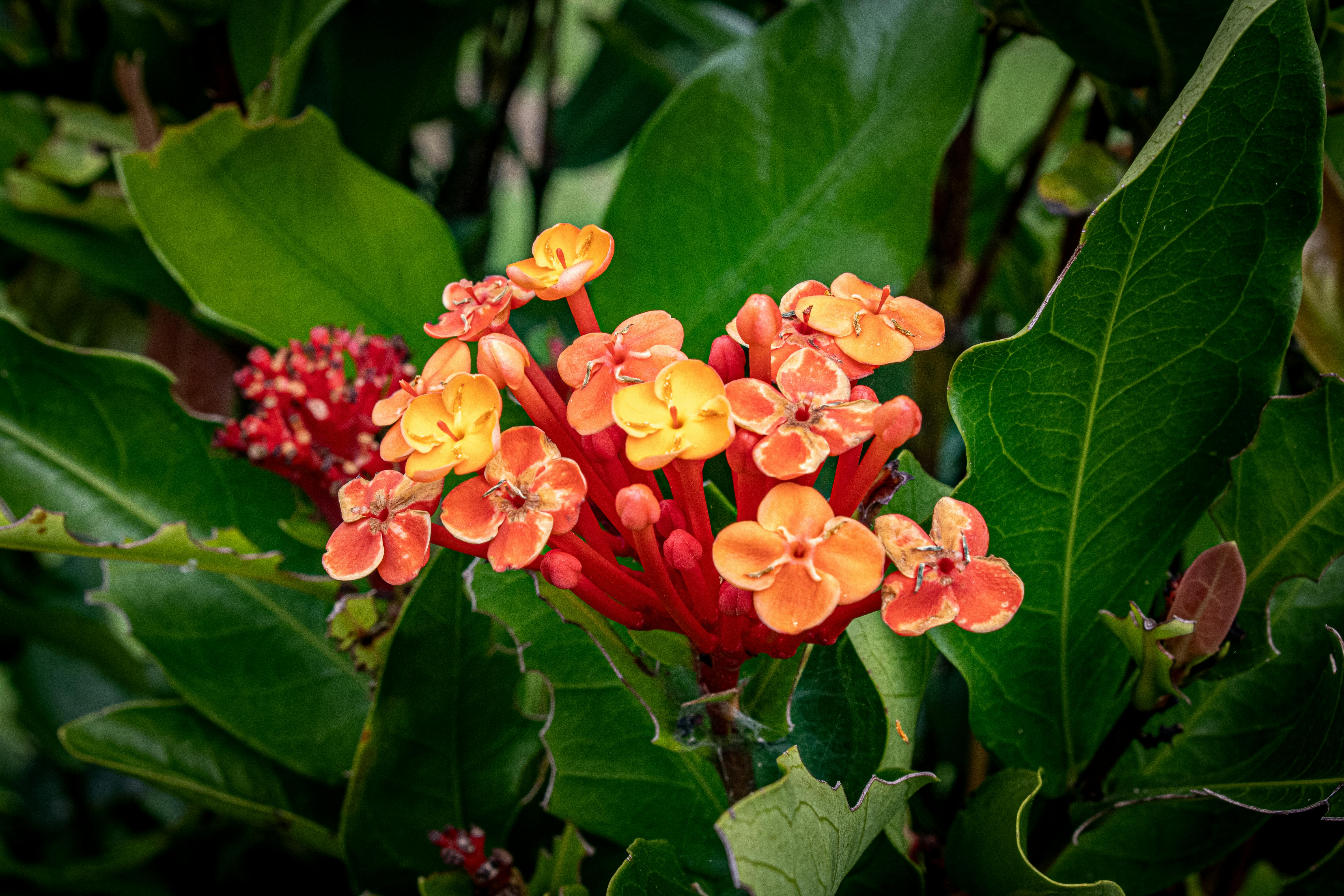 [ColoSach]-close-up-of-vivid-red-ixora-flowers-and-lush-green-leaves-in-a-natural-setting.
