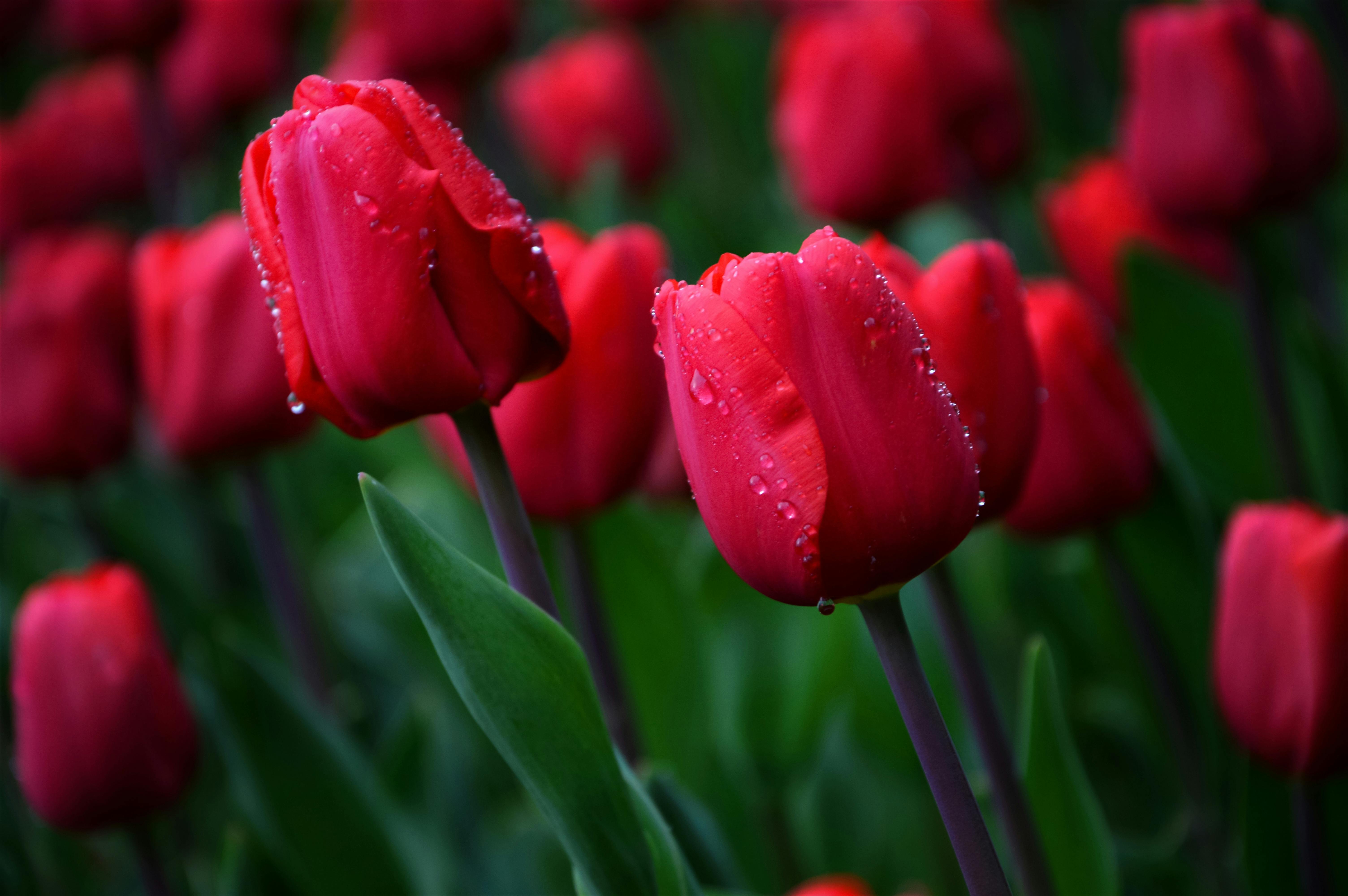 Free Close-up of fresh red tulips with dew drops, symbolizing spring freshness and beauty. Stock Photo