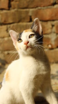 A cute calico kitten gazes curiously against a sunlit brick wall.