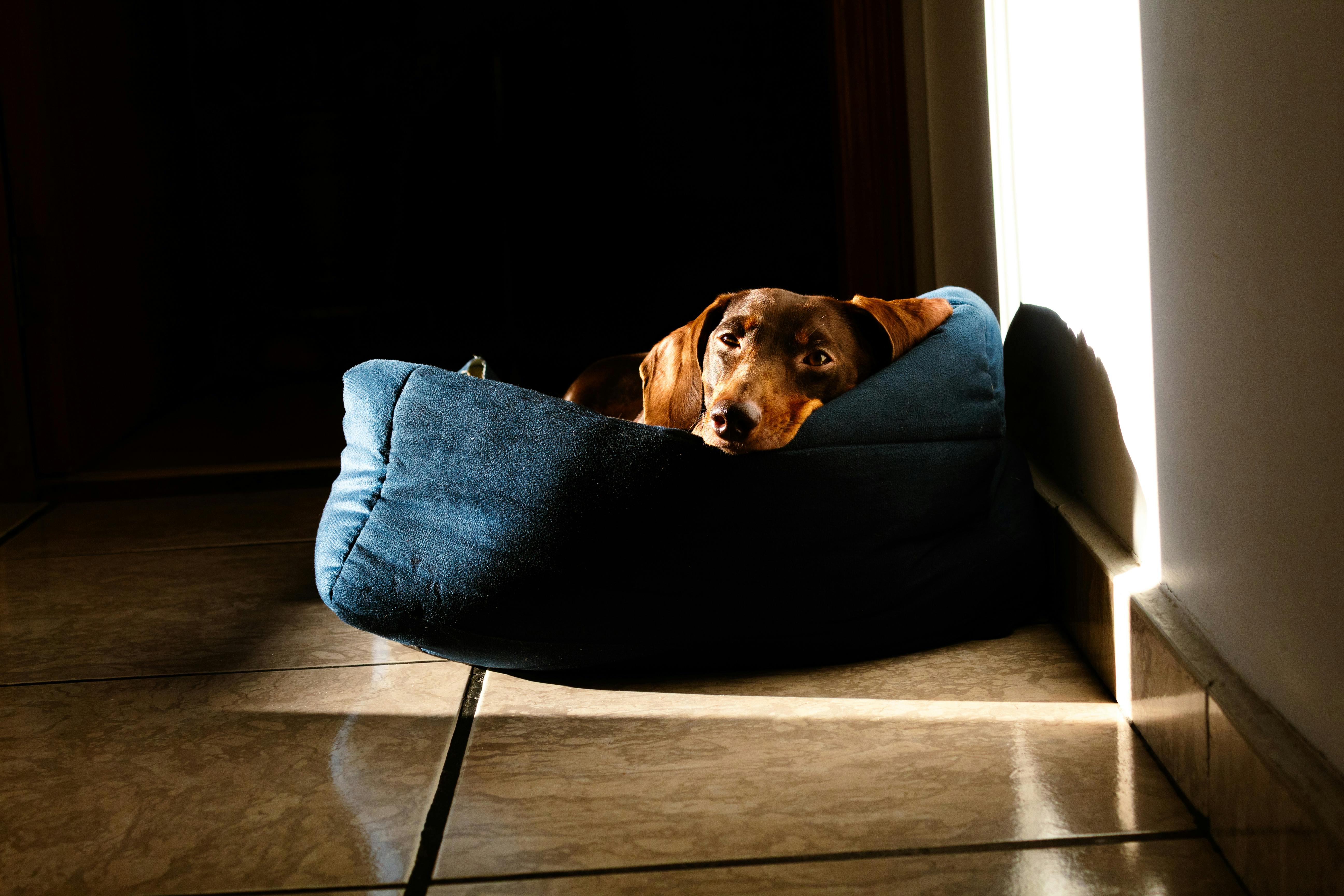 dachshund bed comparison chart showing key features and differences