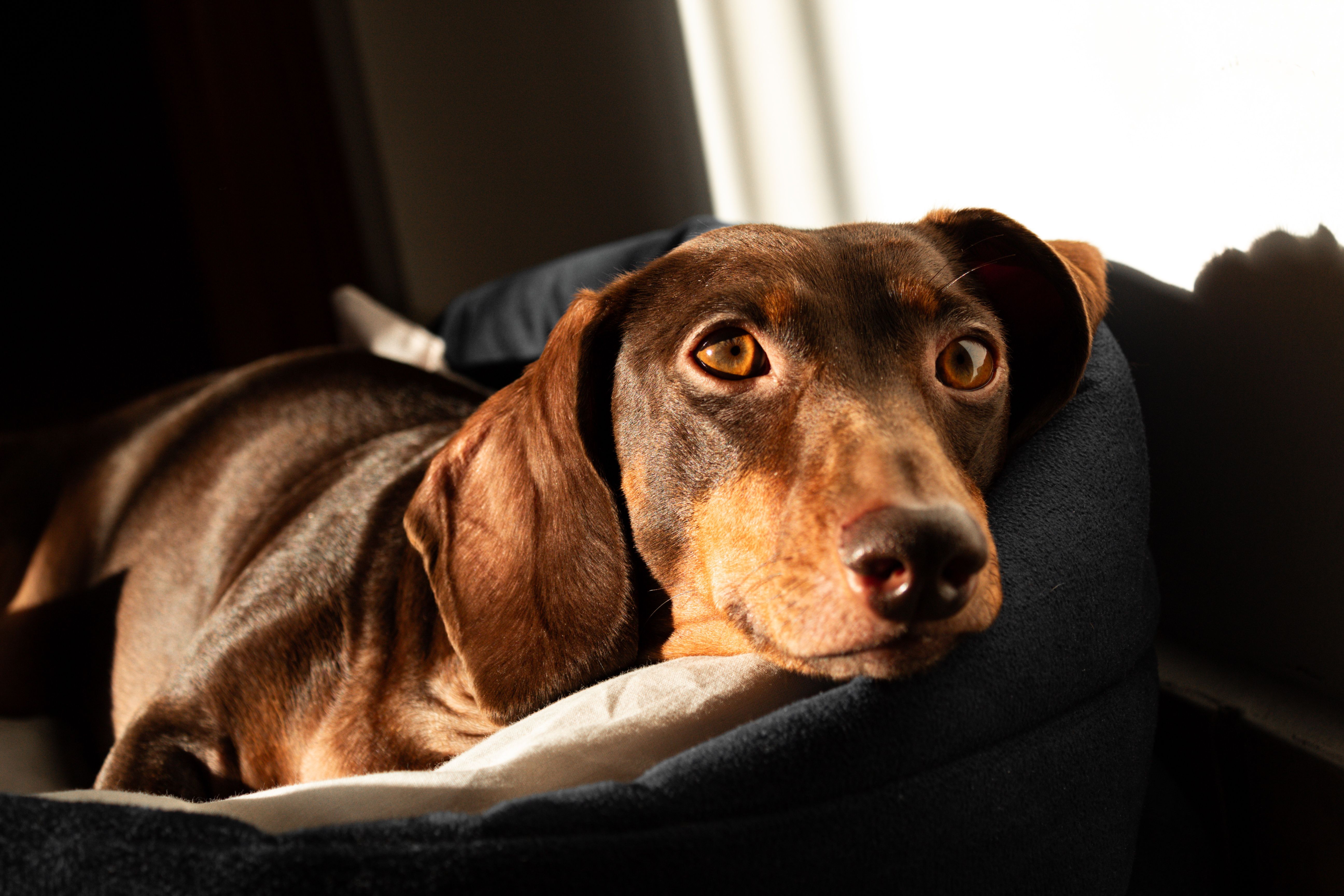 Guide to choosing the best dachshund bed for your needs