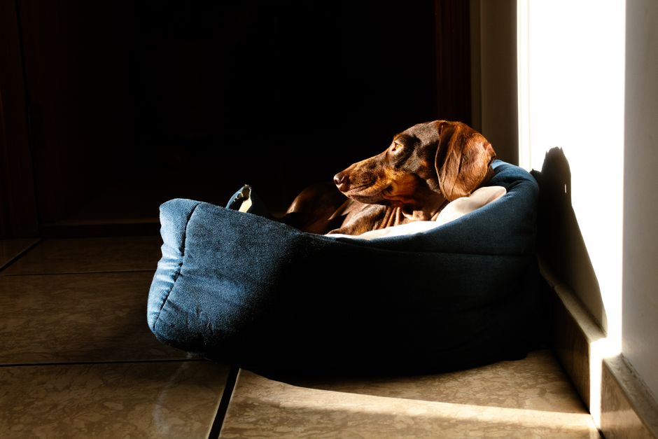 dog calm thunderstorm anxiety wrap music