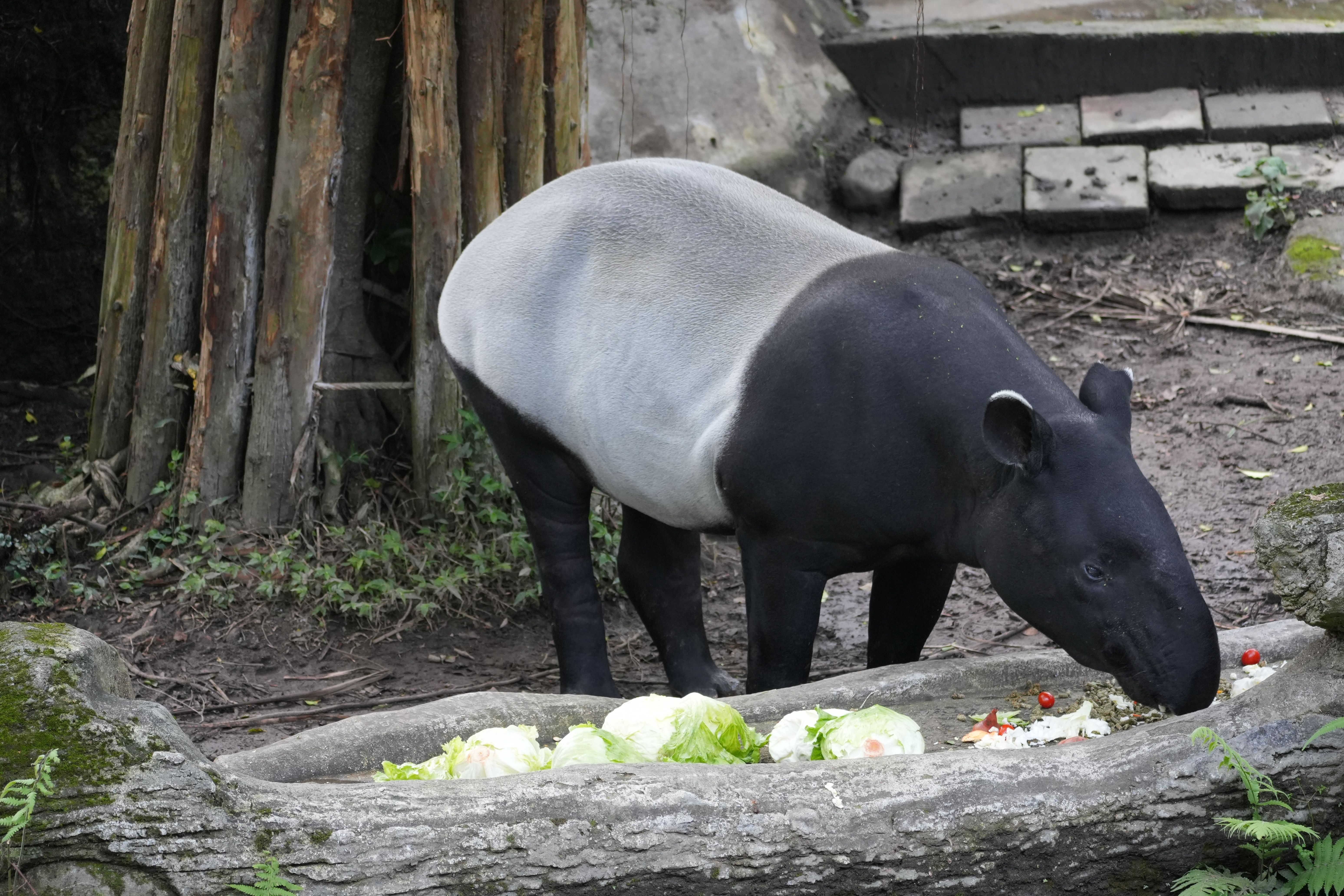 Tapir: Enrichments & Exploration