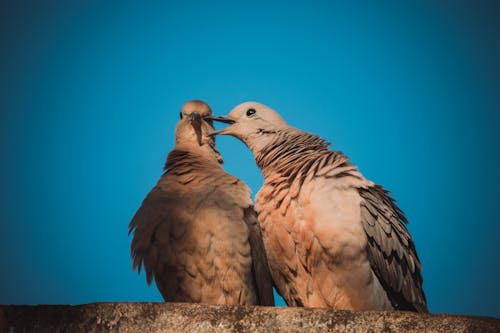 Gratis stockfoto met blauwe lucht, duiven, hemel