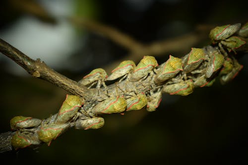 Gratis stockfoto met cicade, natuurlijk spektakel, schoonheid van de natuur