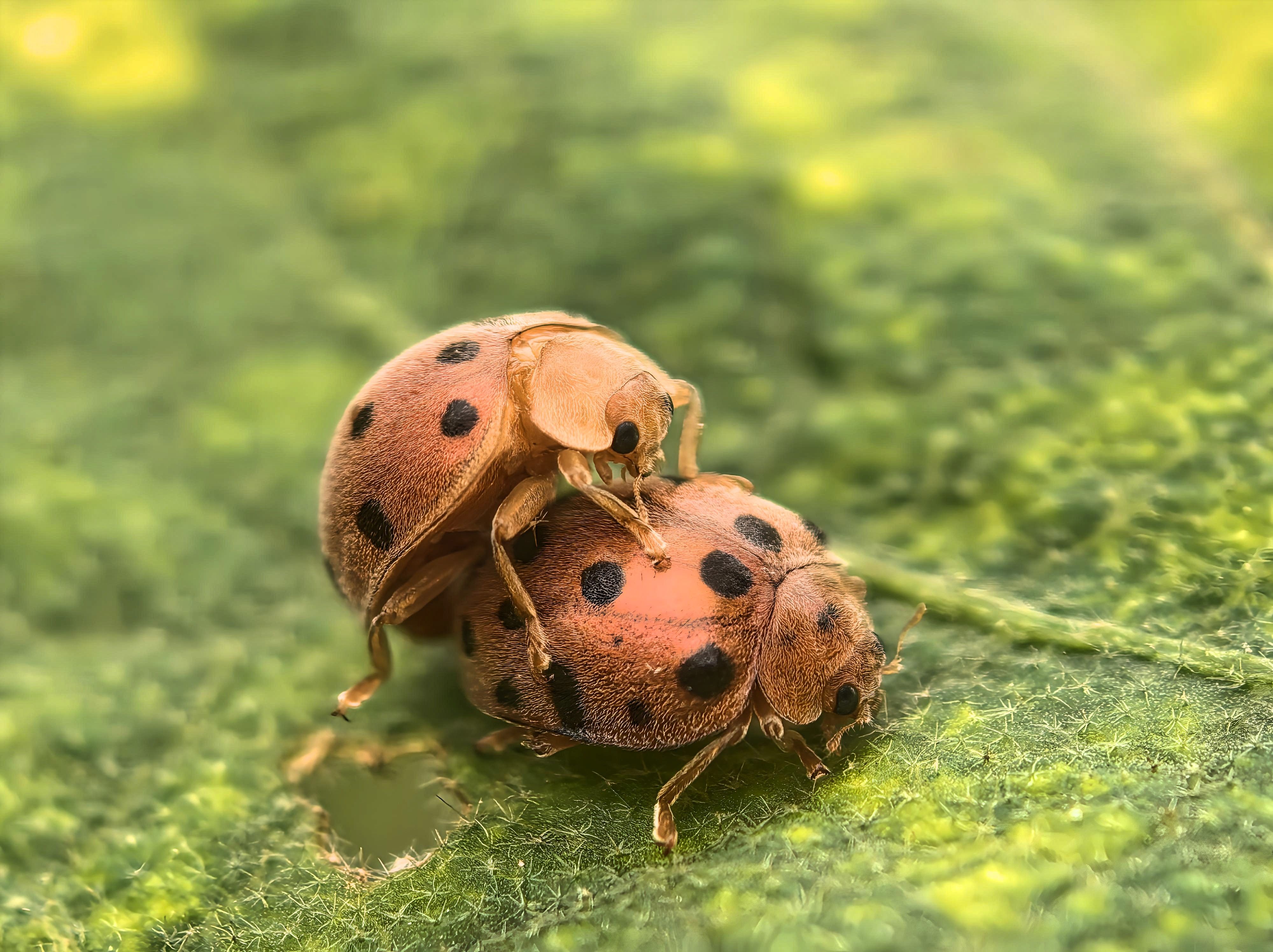 Close-up of Two Mating Ladybugs on Leaf · Free Stock Photo