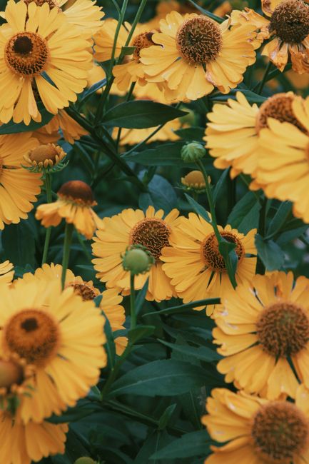 Capture of bright yellow helenium flowers in a lush garden setting, showcasing summer beauty.