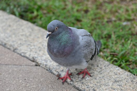A detailed image of a pigeon standing on a sidewalk with green grass background.