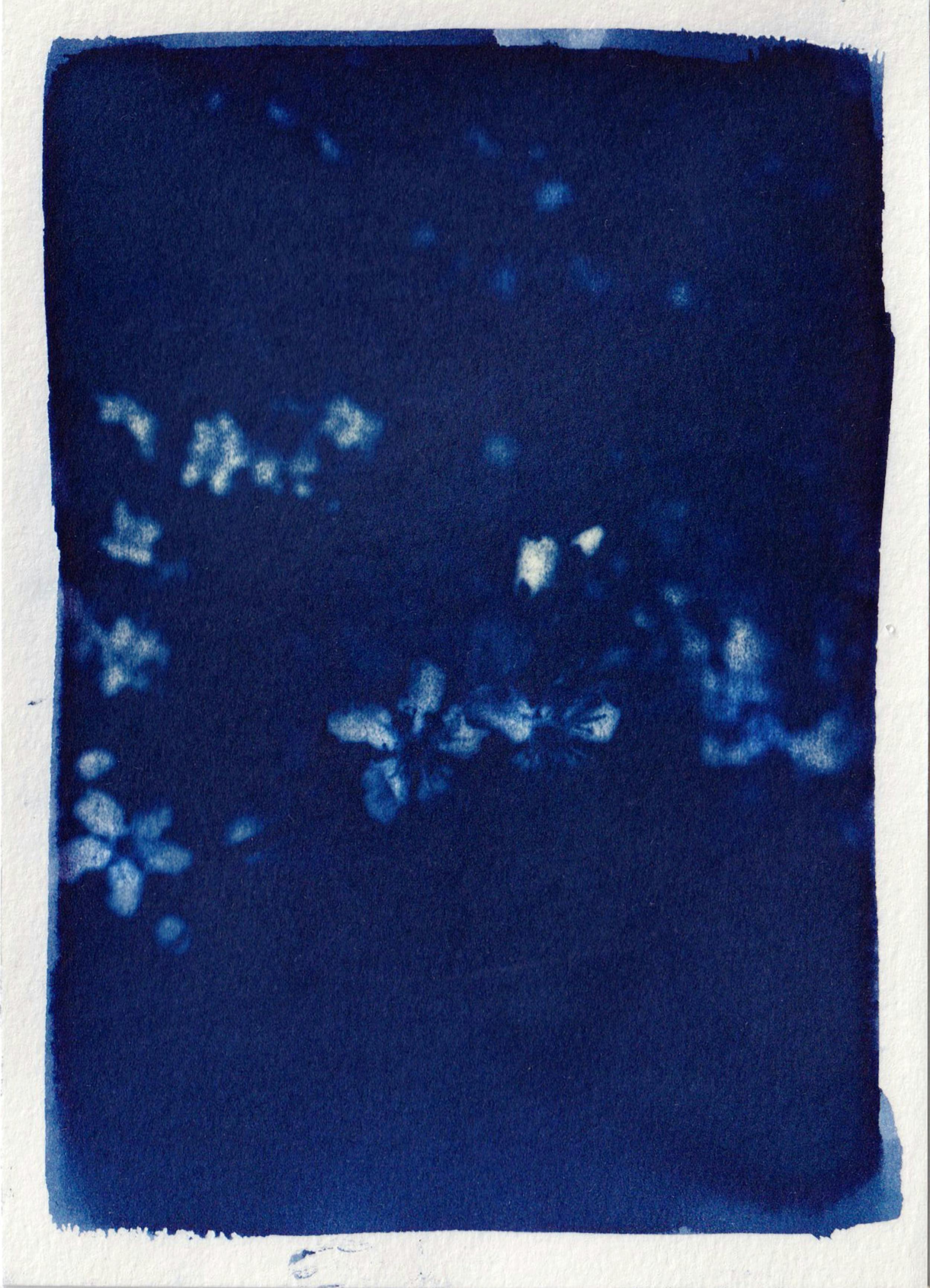 Elegant cyanotype art print featuring abstract floral shapes in deep blue tones.