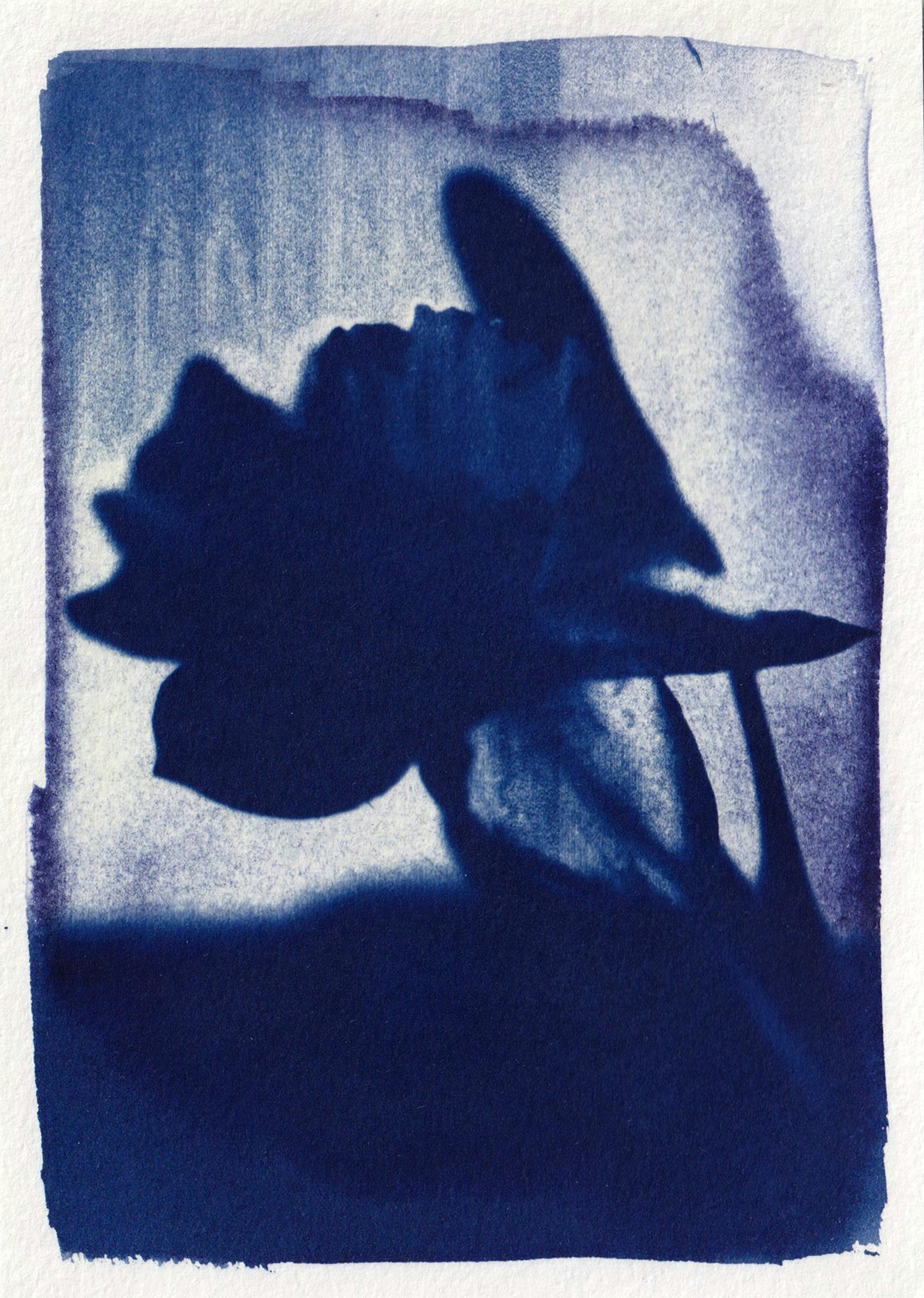 Artistic cyanotype print featuring a silhouetted flower in deep blue tones.