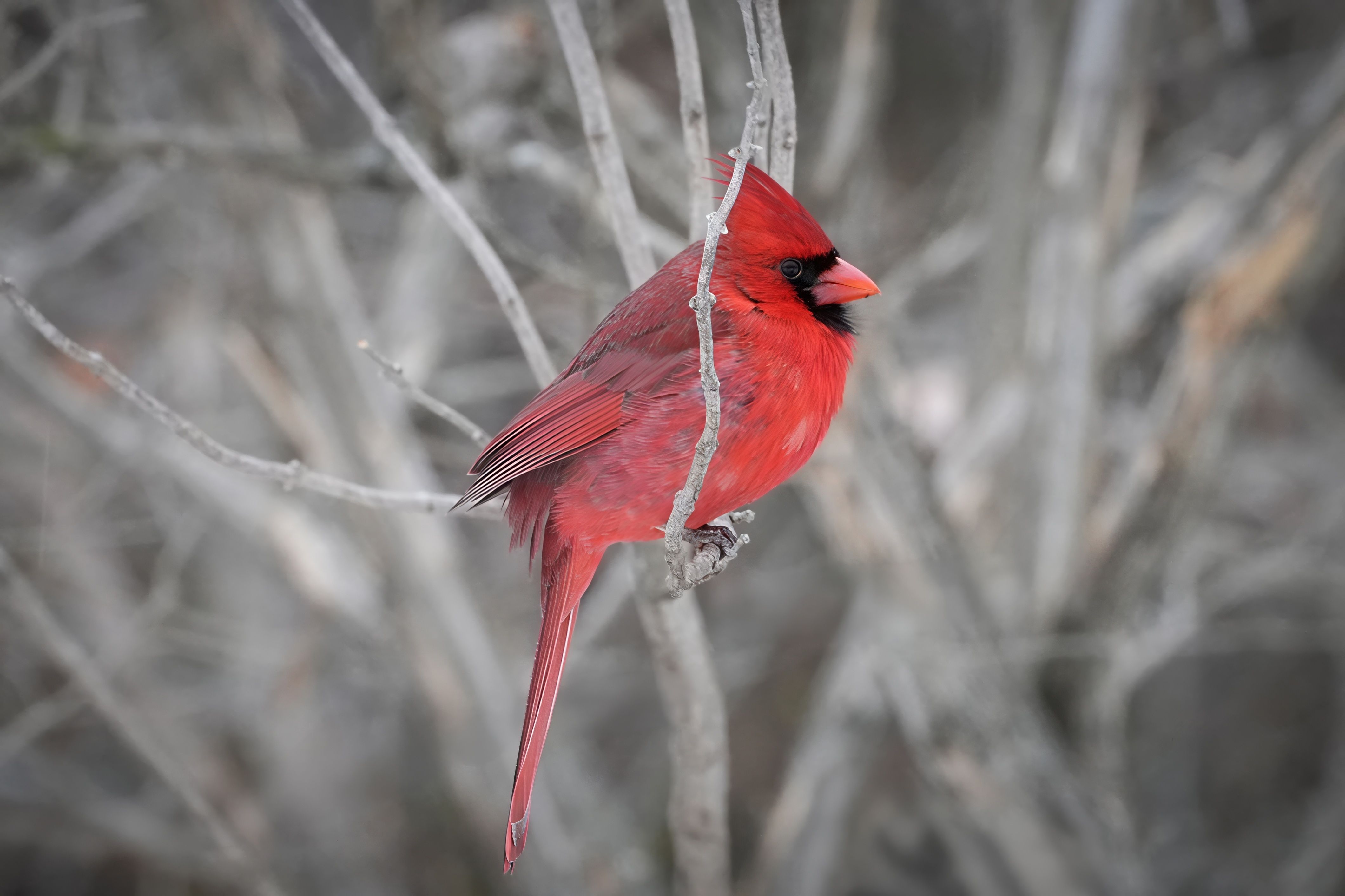 Vibrant Red Cardinal Perched in Winter Trees · Free Stock Photo