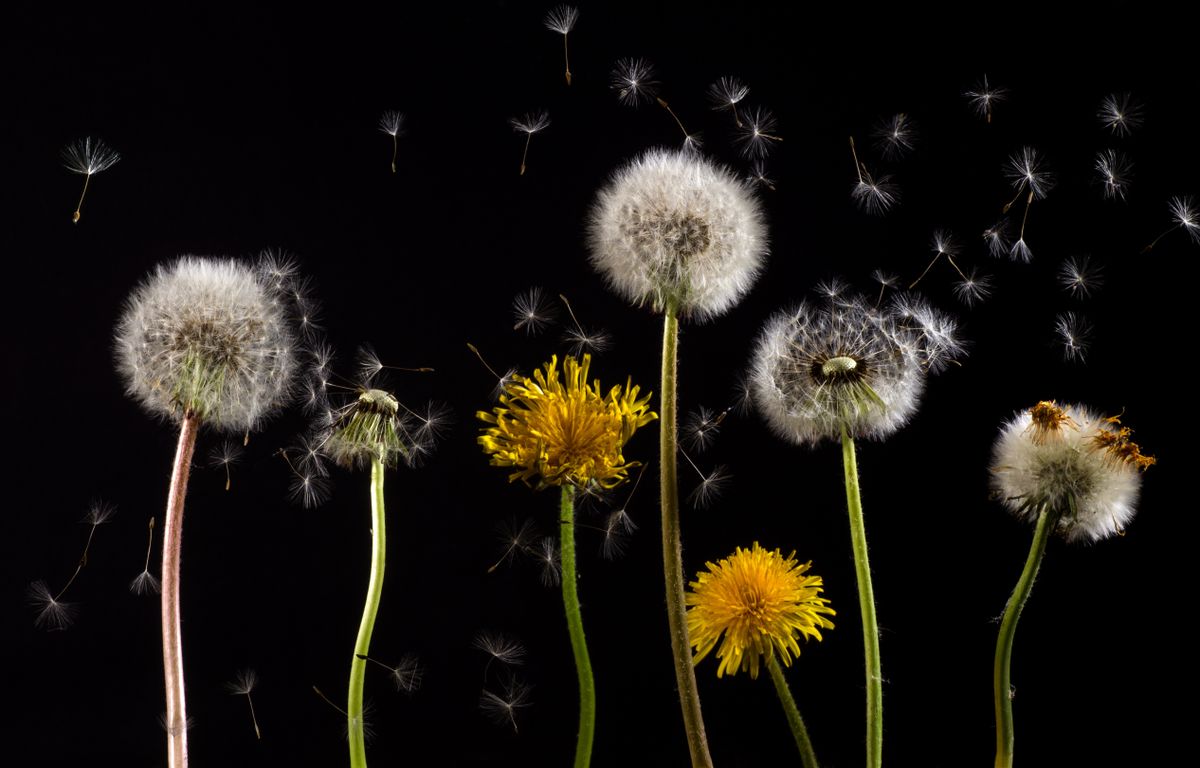 Dandelion Photos, Download The BEST Free Dandelion Stock Photos &amp; HD Images