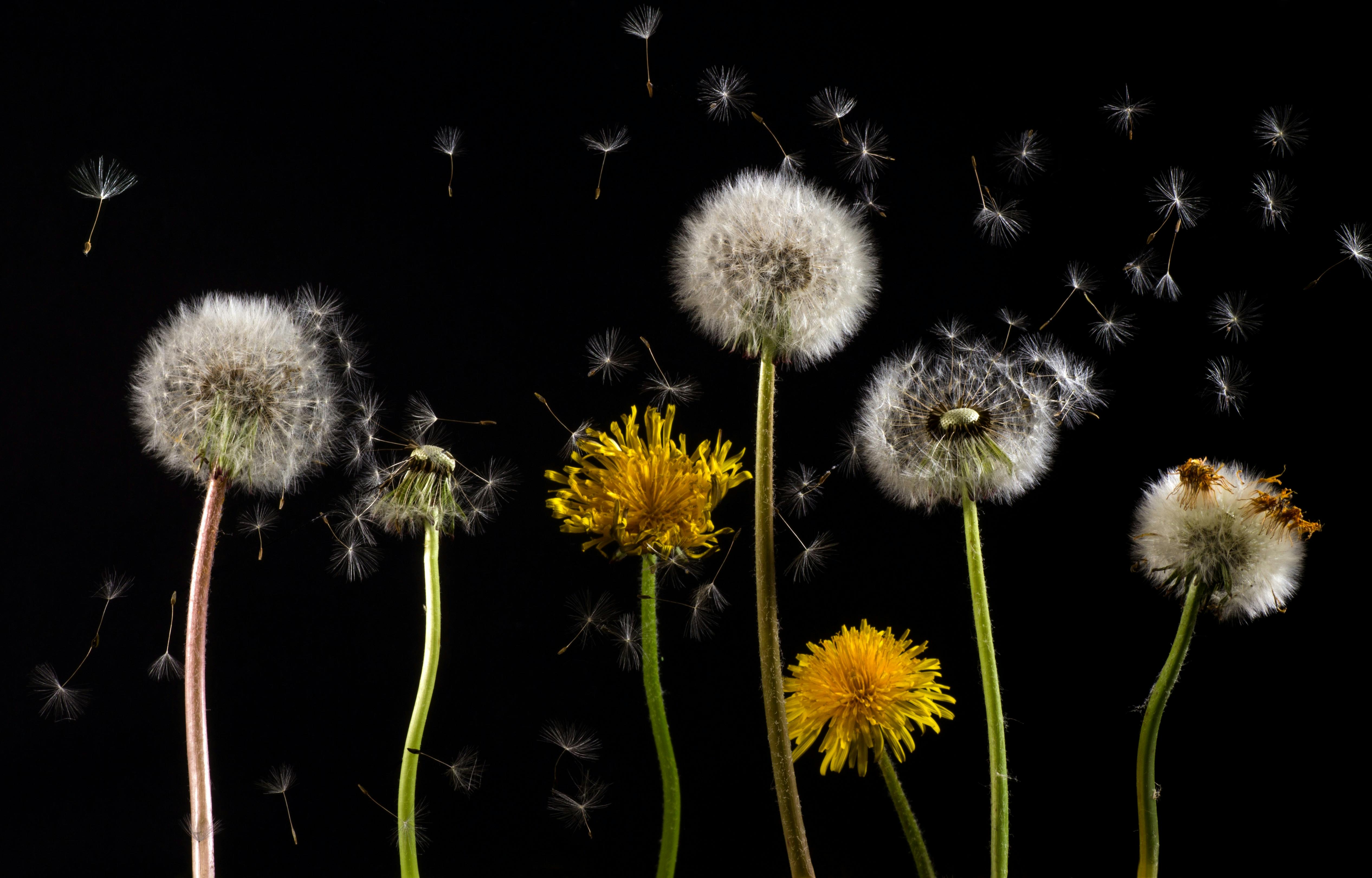 12+ Thousand Common Dandelion Flowers Royalty-Free Images, Stock Photos &  Pictures