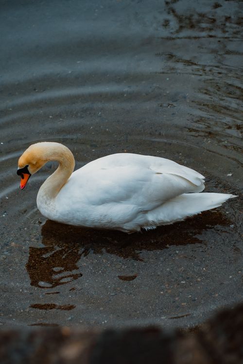 Free Elegant swan gliding in Lake Lugano, perfect for nature and travel concepts. Stock Photo
