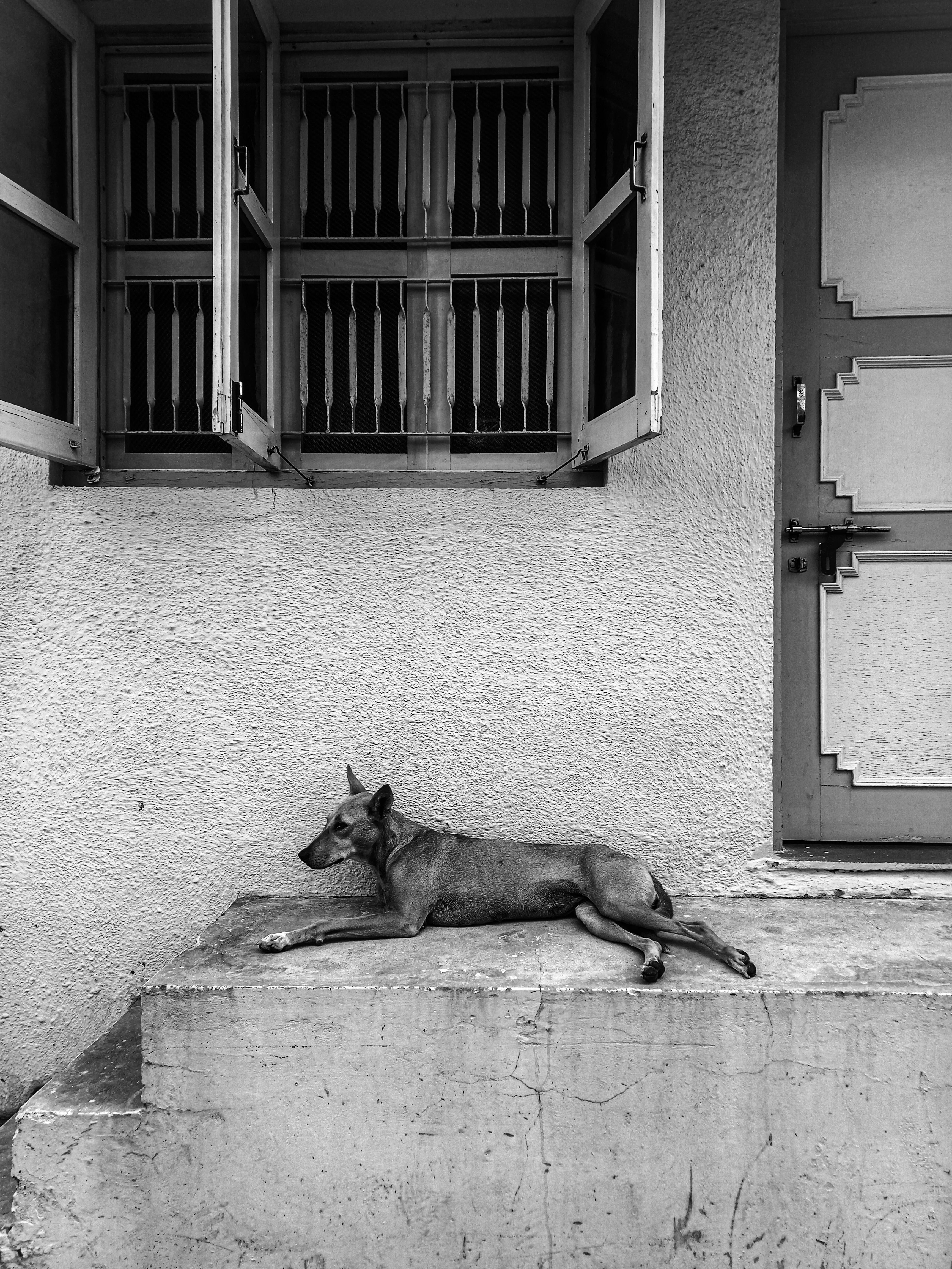 A stray dog resting peacefully on a concrete ledge in a monochromatic setting.
