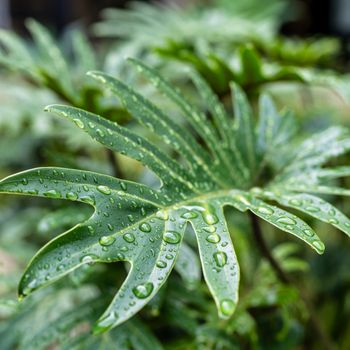 Philodendron