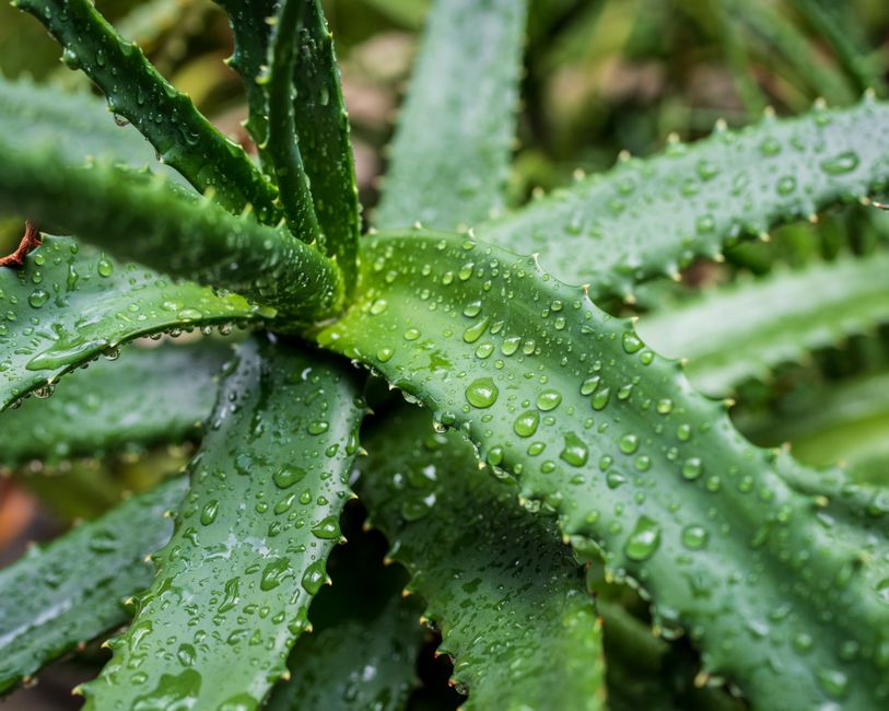 High-resolution close-up of aloe vera plant leaves with water droplets in Los Angeles, California.