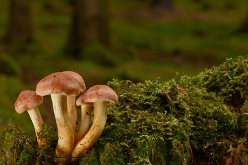 Free Close-up of gilled mushrooms growing on a moss-covered log in a forest setting. Stock Photo