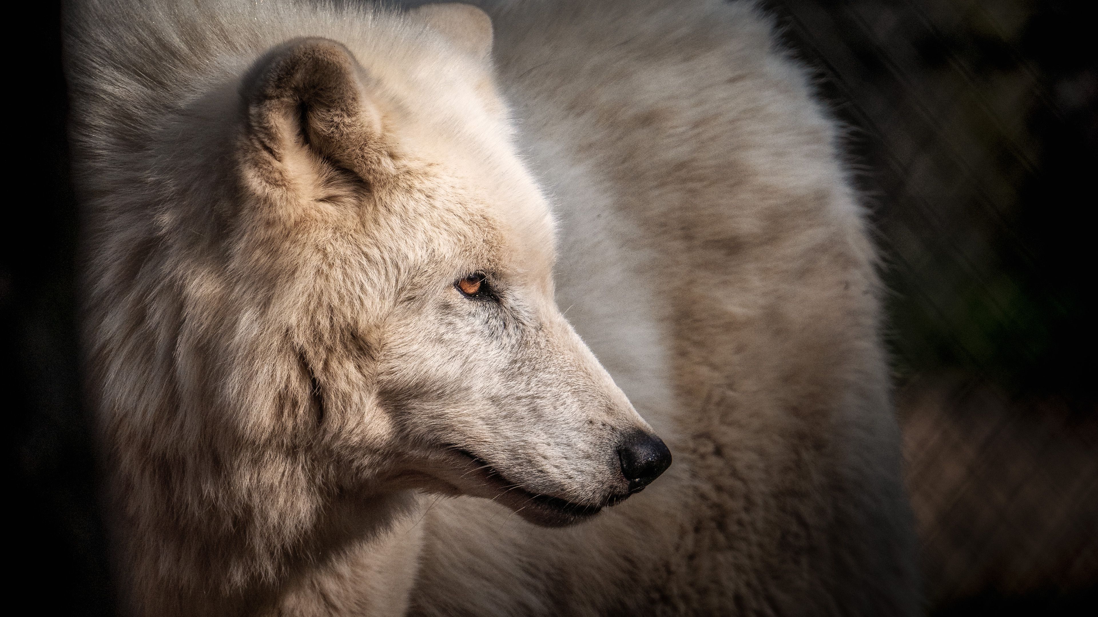 Majestic Arctic Wolf in Profile View · Free Stock Photo