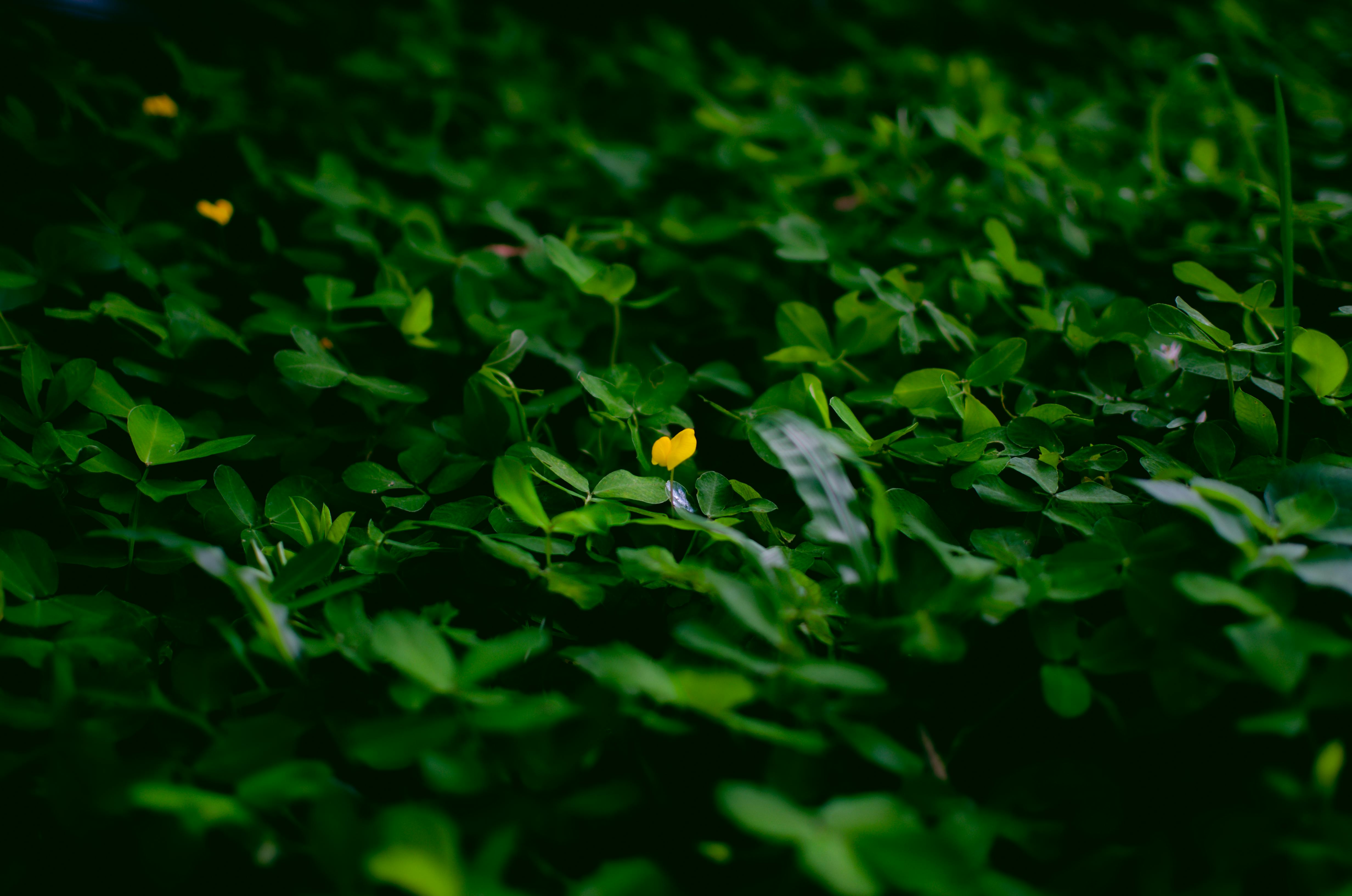 gratis Weelderig groen blad met een enkele, opvallende gele bloem te midden van het blad. Stockfoto