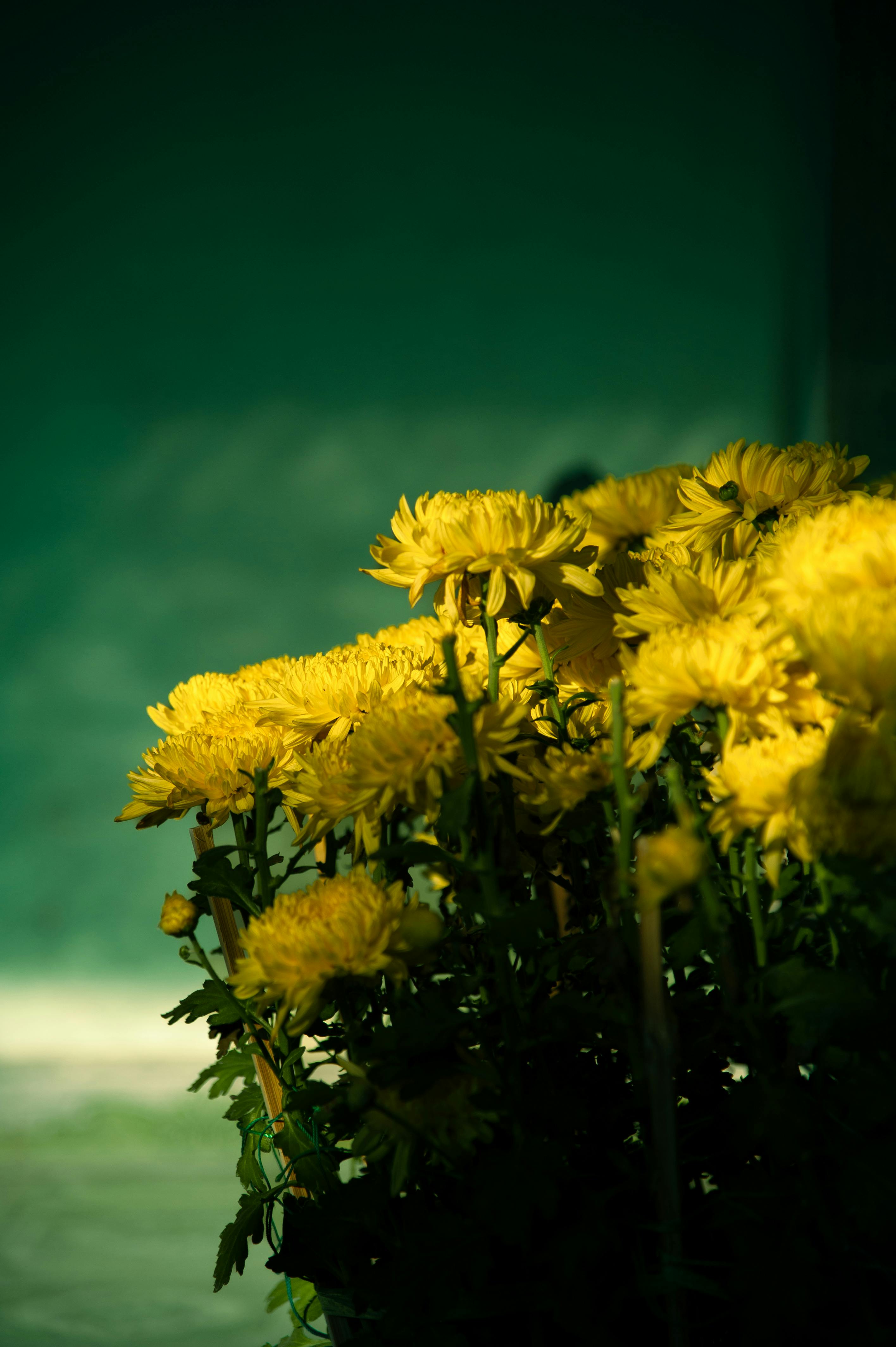 [ColoSach]-a-cluster-of-bright-yellow-chrysanthemums-illuminated-by-sunlight-against-a-dark-background.