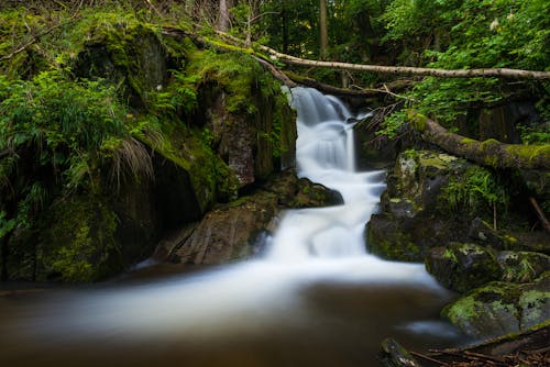 Free Body of Water Flowing Surrounded by Trees Stock Photo