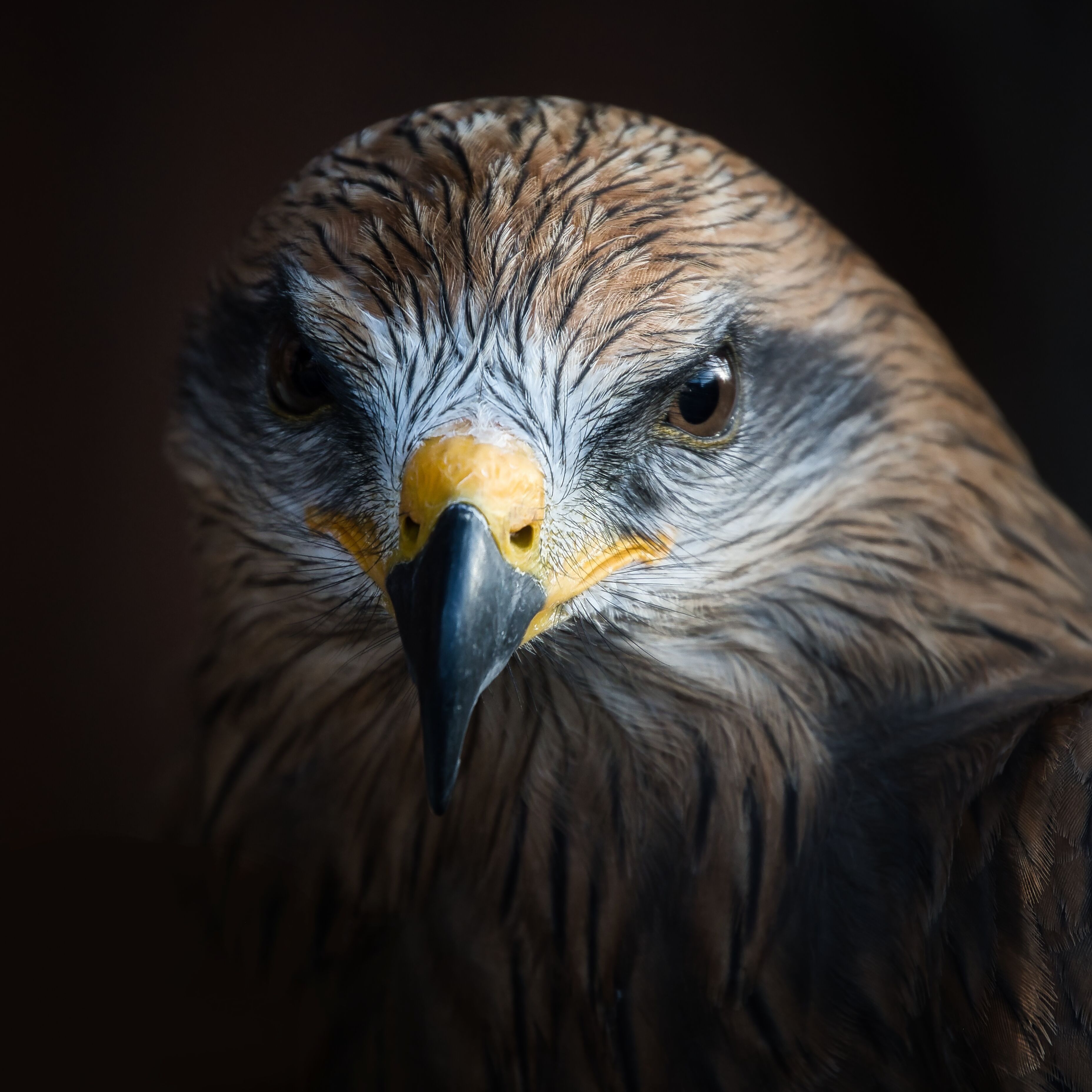 Close-up Portrait of a Majestic Hawk in Focus · Free Stock Photo
