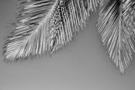 Black and White Palm Leaves Against Sky