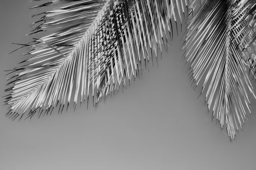 Free Monochrome close-up of palm leaves with clear sky background. Stock Photo
