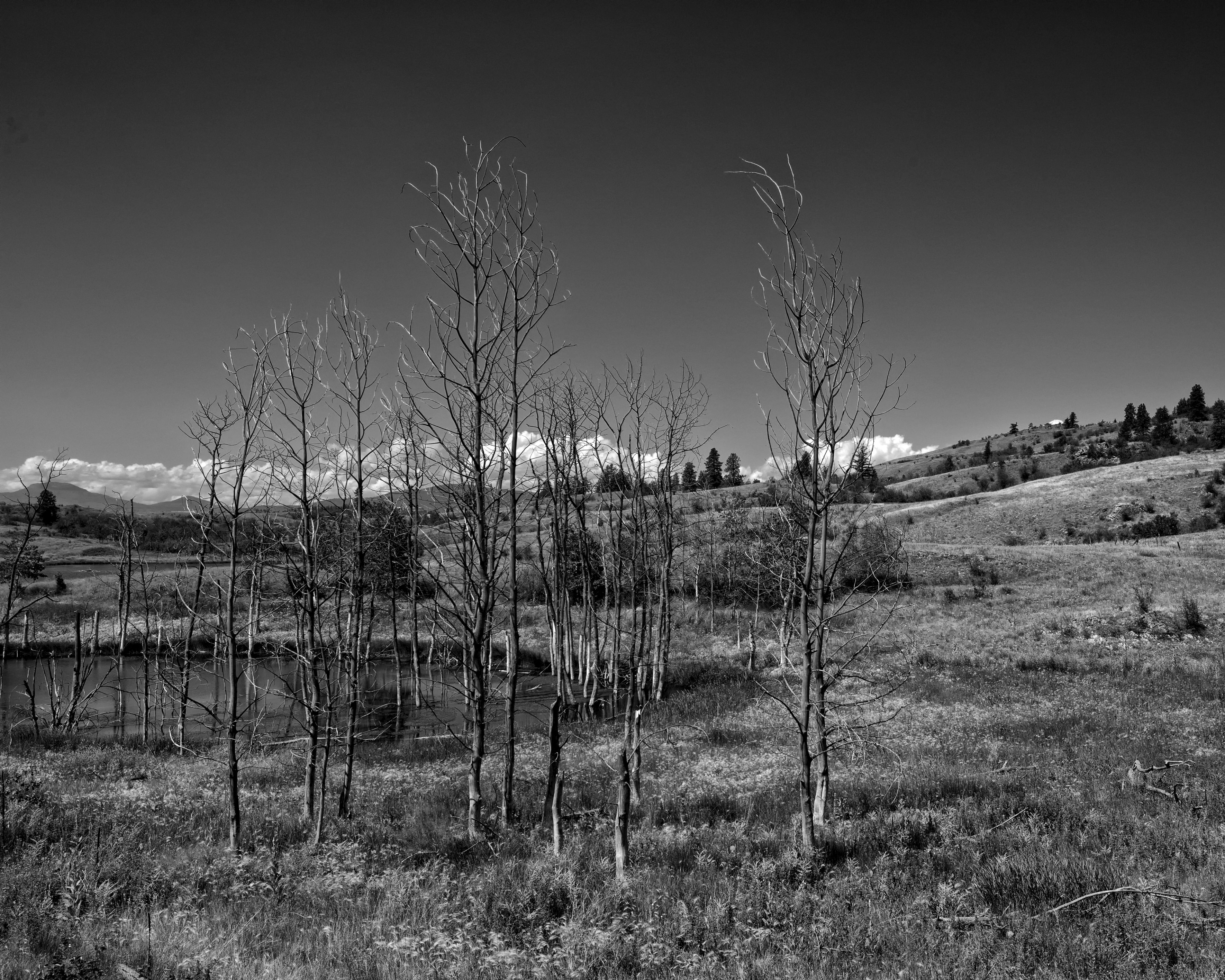 Black and White Rural Landscape with Trees · Free Stock Photo