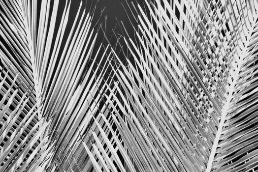 Black and white abstract photo of palm leaves creating a dramatic texture and contrast.
