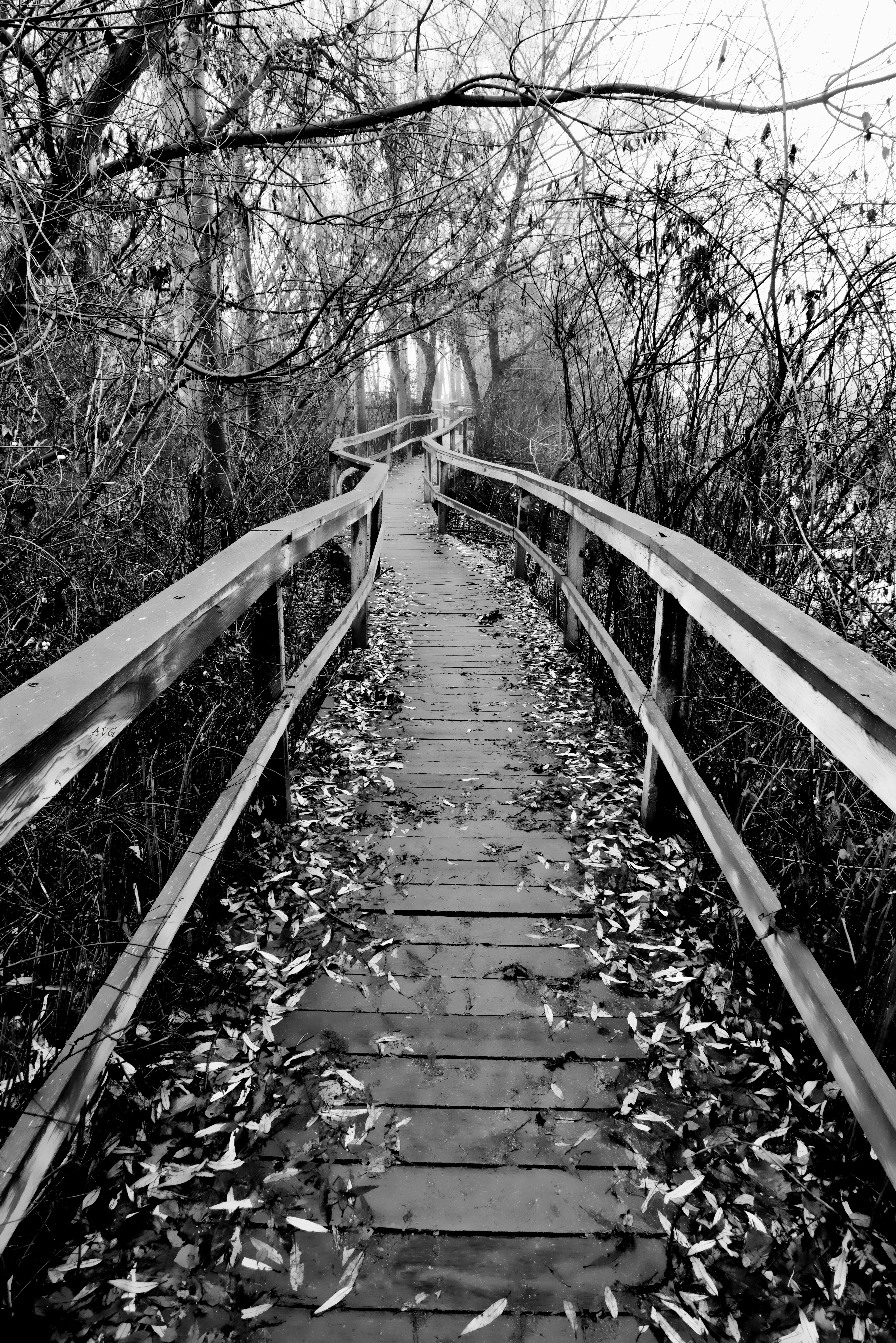 A tranquil black and white photo of a wooden pathway through a forest in fall.