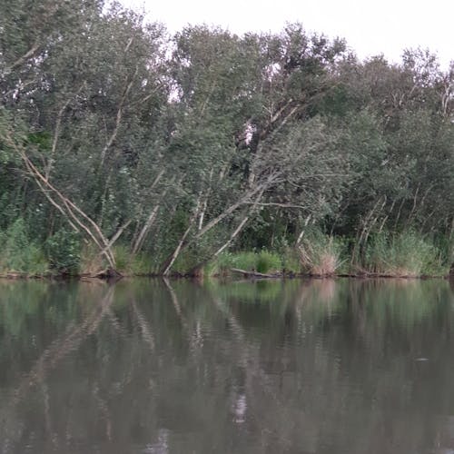 Foto profissional grátis de árvores do rio, margem do rio, reflexão do rio