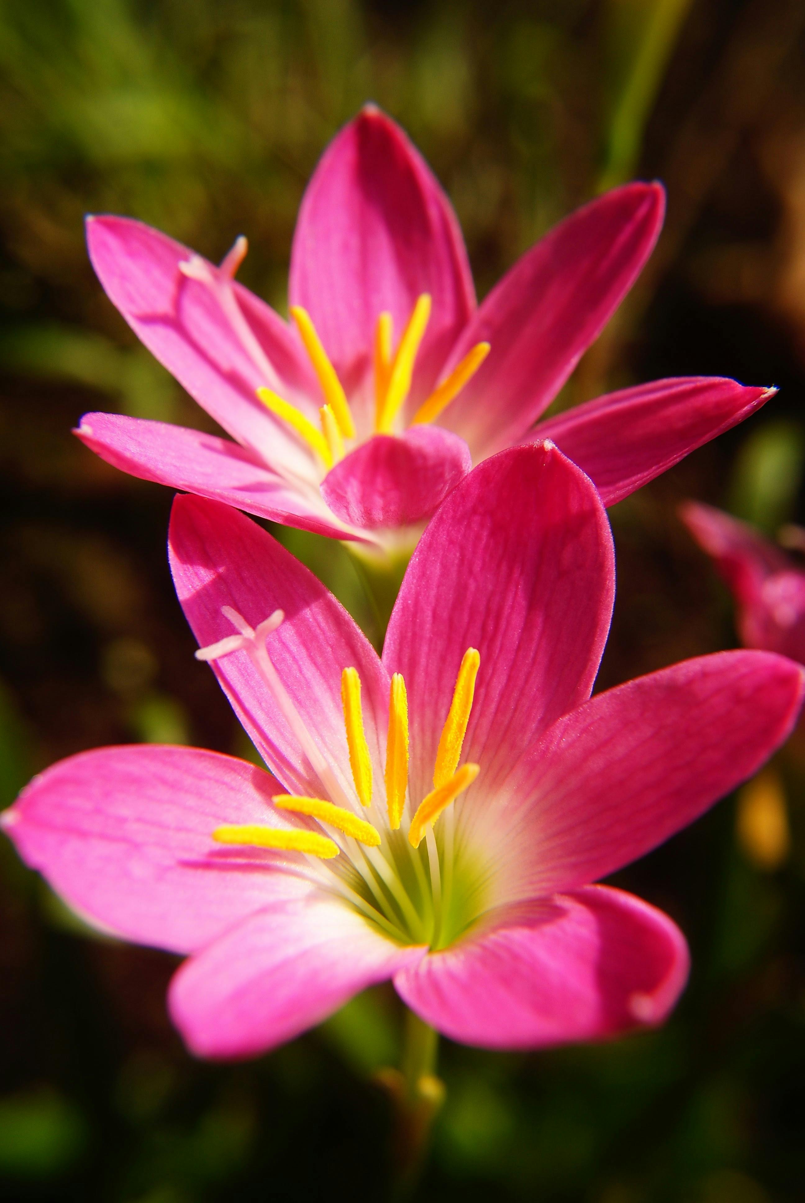 [ColoSach]-bright-pink-rain-lily-flowers-captured-in-a-vivid-close-up-outdoors.