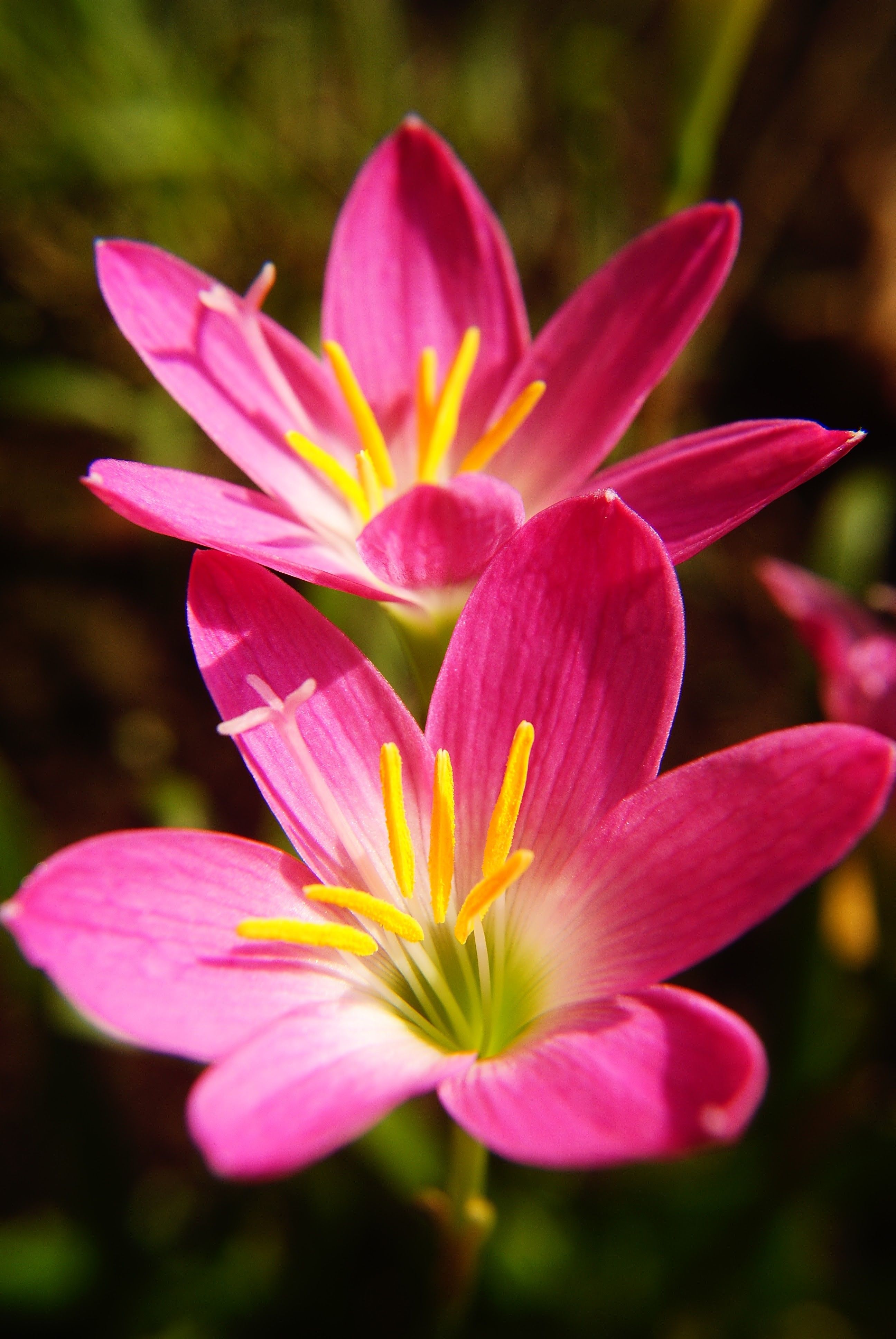Vibrant Pink Rain Lily in Bloom Close-Up · Free Stock Photo