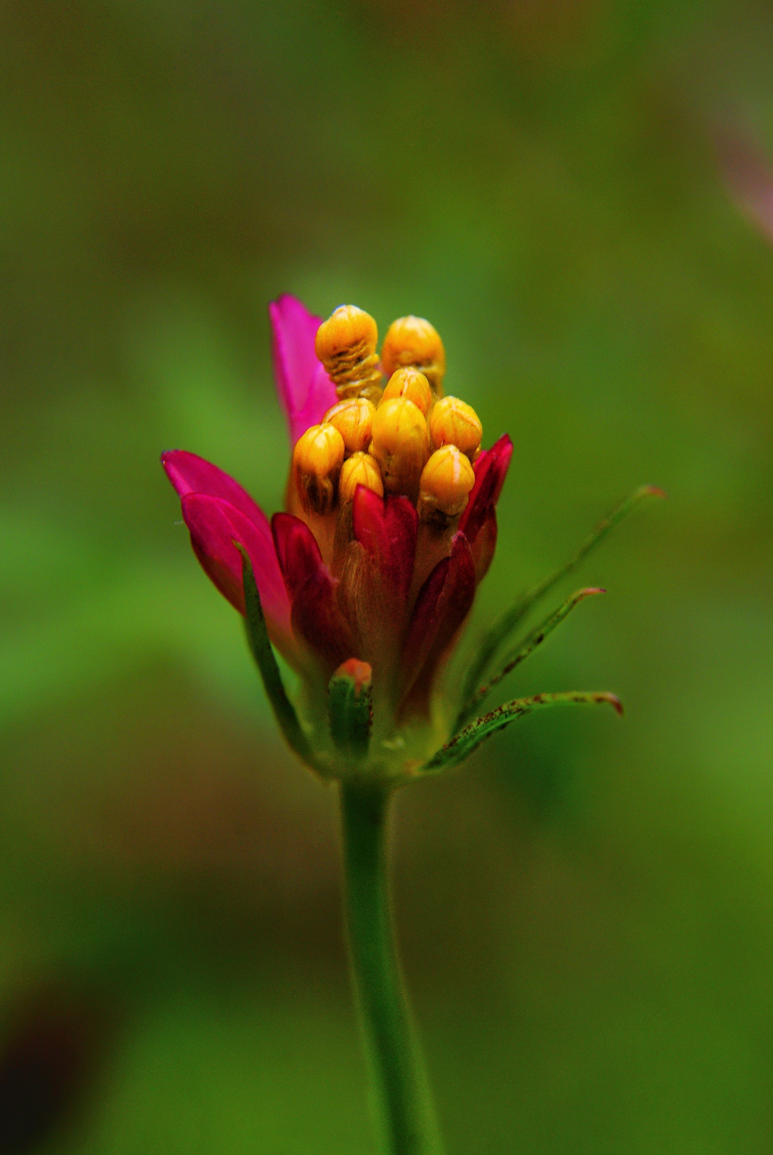 Close-up of Budding Flower Against Green · Free Stock Photo