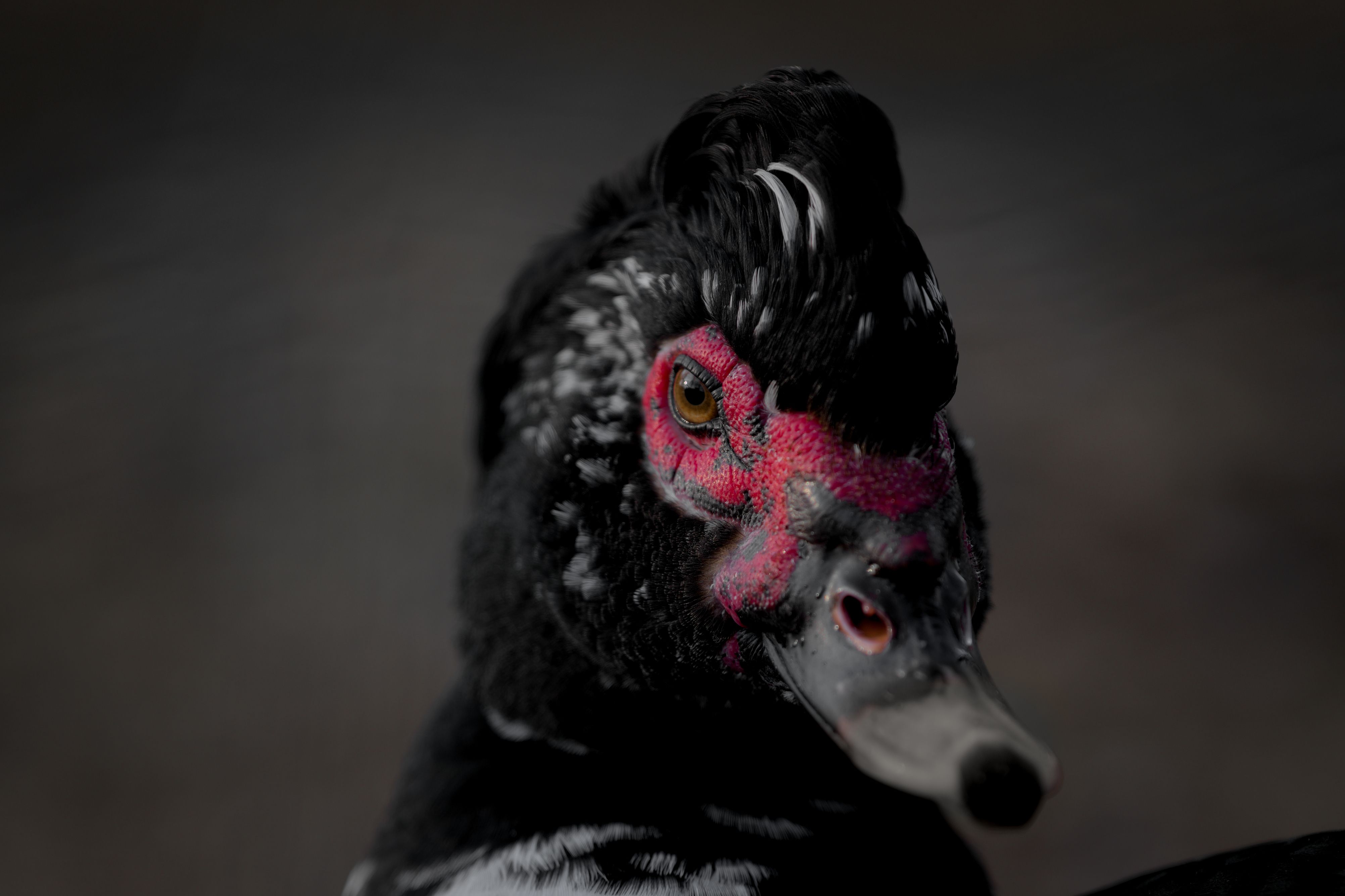Detailed close-up image showing the vibrant features of a Muscovy duck with dark background.