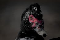 Close-Up Portrait of a Muscovy Duck