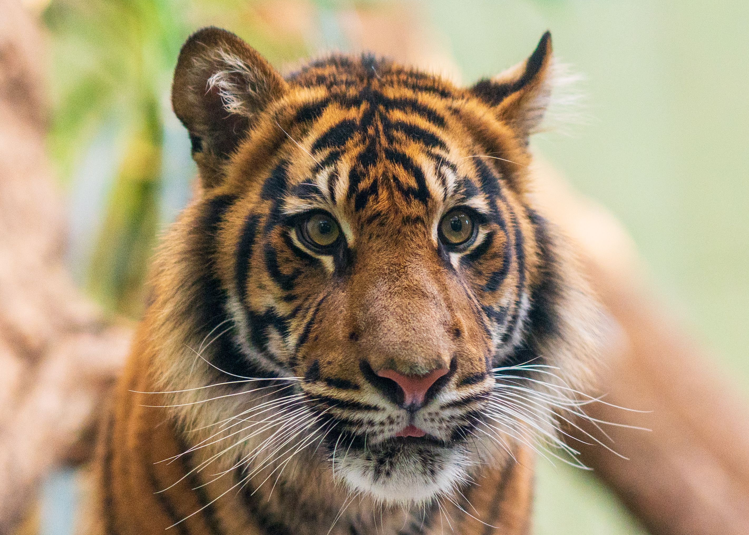 gratis Gedetailleerd portret van een Bengaalse tijger in zijn natuurlijke omgeving, waarin zijn opvallende kenmerken en majestueuze uitstraling goed tot hun recht komen. Stockfoto
