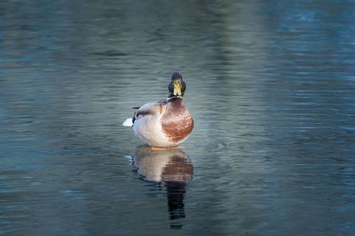 Free A serene mallard duck swimming on a tranquil lake with a vivid reflection. Stock Photo